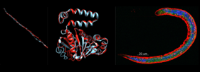 Gazzinelli Lab